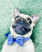 "Stripe Squad" City Collar